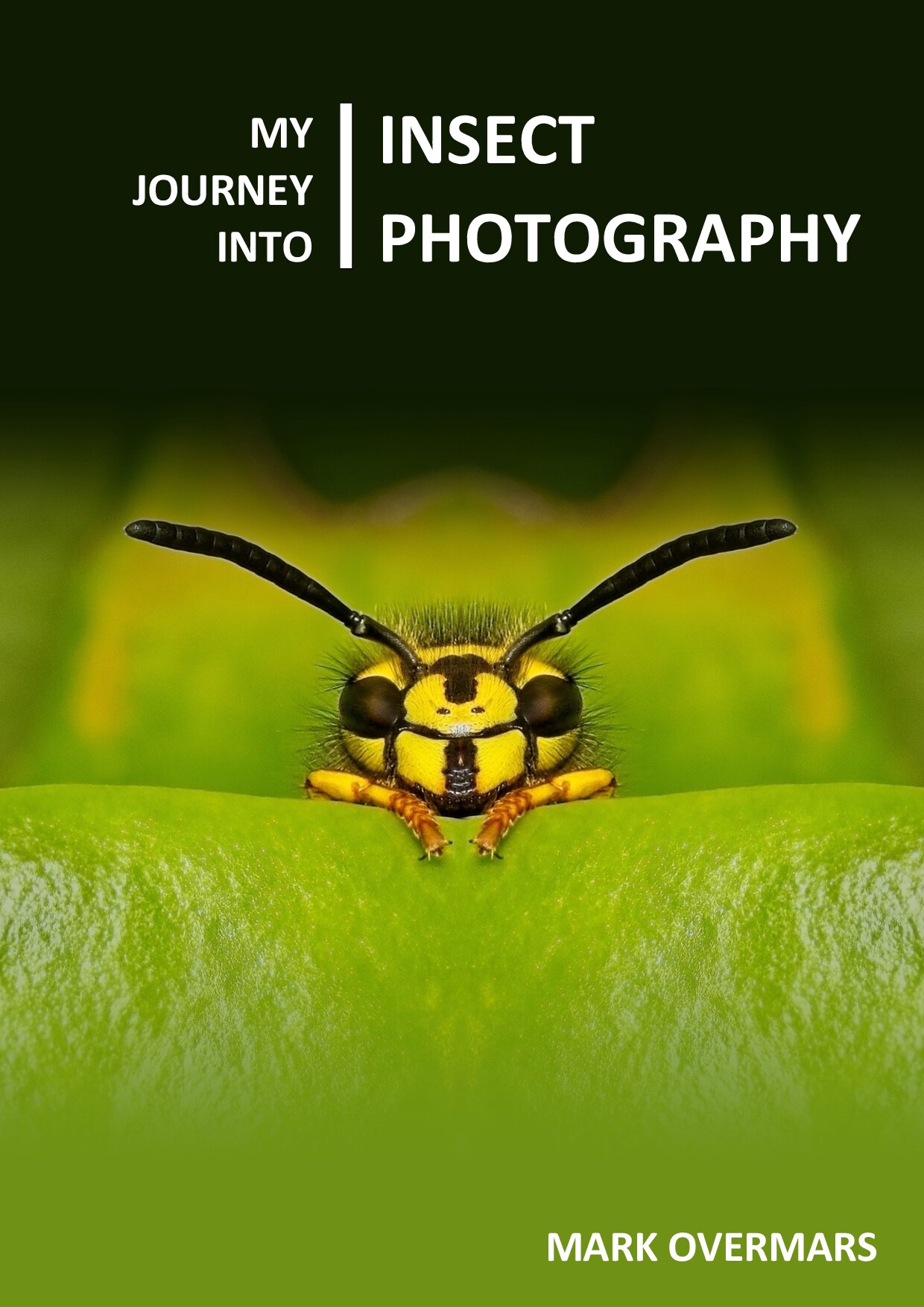 My Journey into Insect Photography