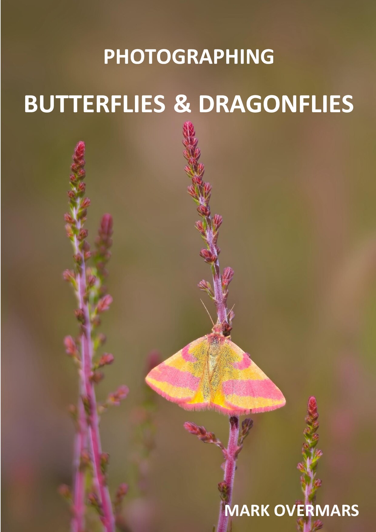 Photographing Butterflies and Dragonflies